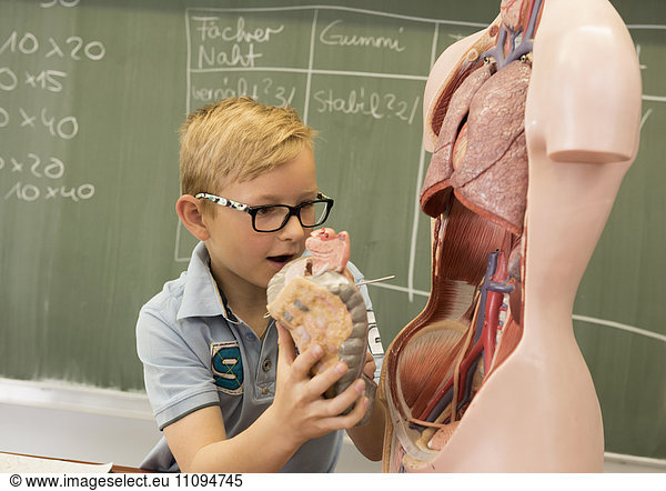 Schoolboy in classroom exploring human anatomical model  Fürstenfeldbruck  Bavaria  Germany