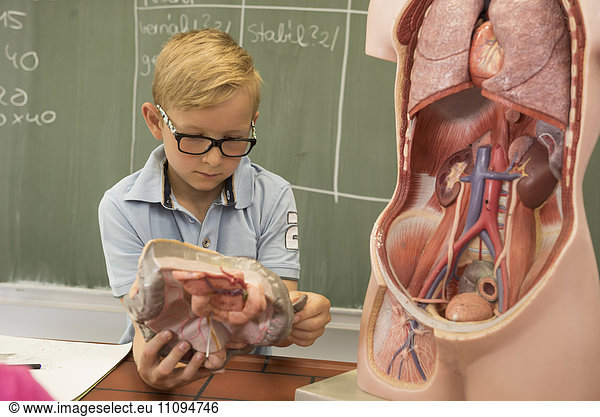 Schoolboy in classroom exploring human anatomical model  Fürstenfeldbruck  Bavaria  Germany