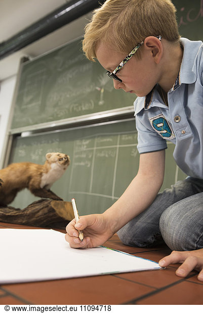 Schoolboy making drawing of a marten in biology class  Fürstenfeldbruck  Bavaria  Germany