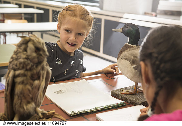Schoolgirls making animals sketch on their sketch pads in biology class  Fürstenfeldbruck  Bavaria  Germany