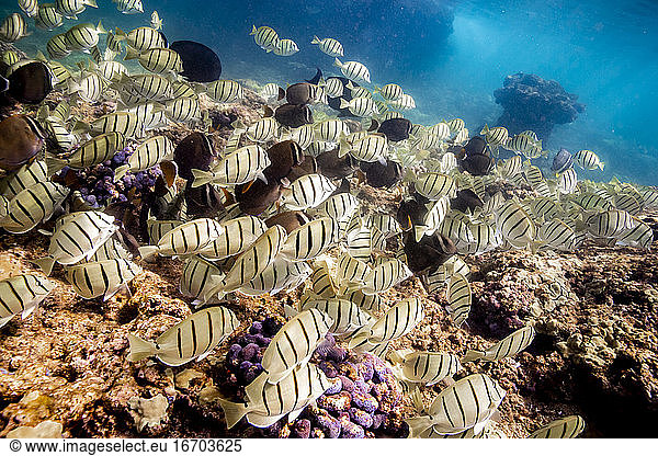 Schools of black and yellow fish swim above Hawaiian coral reef