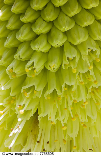 Schopflilie (Eucomis spec.)  Blütenstand  Detail