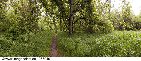 Schotterweg durch Gras im ländlichen Wald