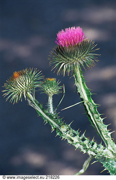 Schottische Distel
