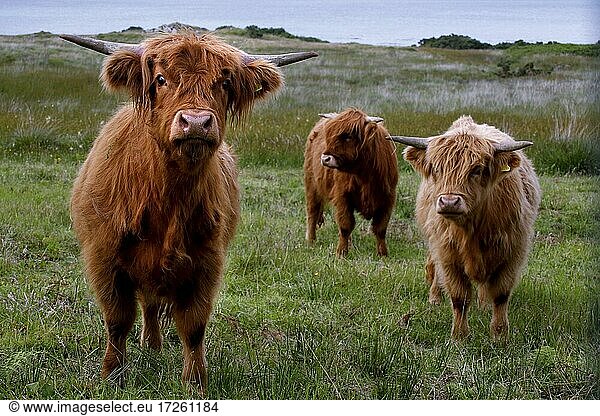 Schottische Hochlandrinder (Bos taurus)  Highland Cattles  Kyloe taurus  Craignure  Mull  Innere Hebriden  Hebriden  Highlands  Hochland  Schottland  Großbritannien  Europa