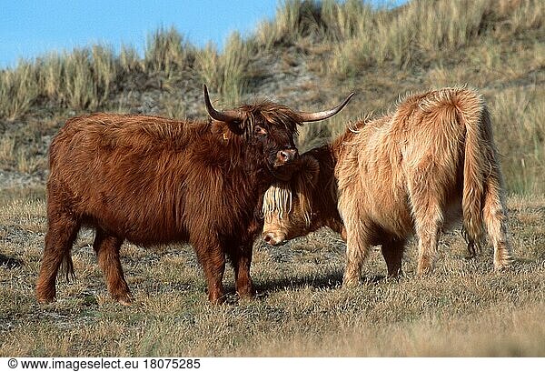 Schottische Hochlandrinder  weiblich  Kühe (Schottland) (Schottland) (Europa) (Säugetiere) (mammal animals) (Haustier) (Nutztier) (farm animal) (domestic) (Huftiere) (Paarhufer) (cloven-hoofed animals) (außen) (outdoor) (seitlich) (side) (adult) (Querformat) (horizontal) (stehen) (standing) (Kuh) (cow) (zwei) (two) (Zuneigung) (affection)