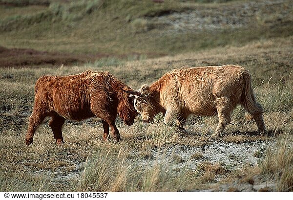 Schottische Hochlandrinder  weiblich  kämpfend  Kühe  kämpfen (Saeugetiere) (Säugetiere) (Haustier) (Nutztier) (farm animal) (domestic) (Huftiere) (Paarhufer) (cloven-hoofed animals) (Europa) (Schottland) (Scotland) (außen) (outdoor) (seitlich) (side) (adult) (Querformat) (horizontal) (Wettbewerb) (competition) (Kuh) (cow) (zwei) (two)
