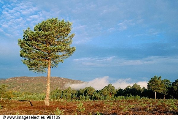 Schottischen Pinien (Pinus Sylvestris) einzelner Baum im Moor am Rand des Waldes. Cairngorms National Park. Schottland. GROßBRITANNIEN