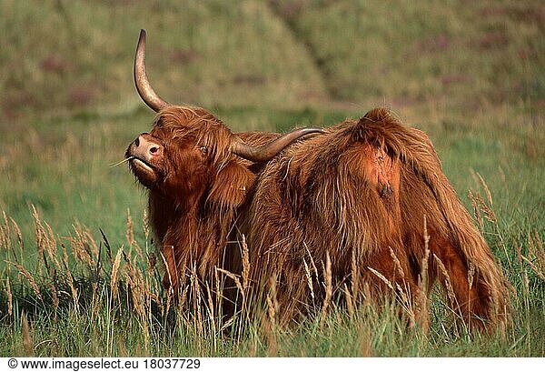 Schottisches Hochlandrind  kratzt sich mit Horn  Schottisches Hochlandrind kratzt sich mit Horn (Schottland) (Scotland) (Europa) (Säugetiere) (mamals) (Haustier) (Nutztier) (farm animal) (domestic) (Huftiere) (Paarhufer) (cloven-hoofed animals) (Rinder) (außen) (outdoor) (Wiese) (meadow) (kratzen) (adult) (Querformat) (horizontal)