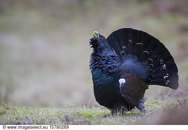 Schottland  Kaledonischer Wald  Paarung Westliches Auerhuhn