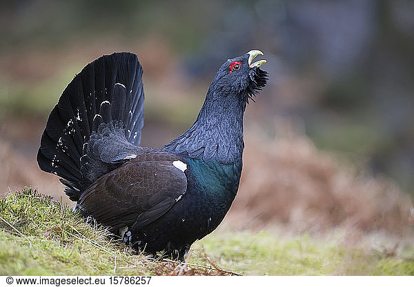 Schottland  Kaledonischer Wald  Paarung Westliches Auerhuhn