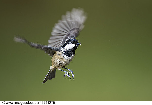 Schottland  Kohlmeise  Periparus ater  fliegen