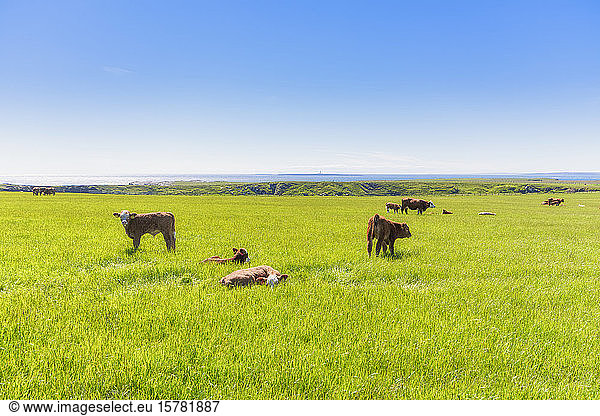 Schottland  Orkney-Inseln  Kühe im Feld