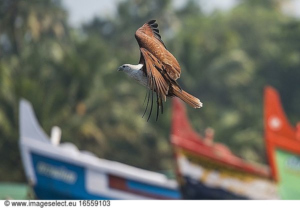 Schreiadler (Haliaeetus Humilis)  Kappil Beach  Varkala  Kerala  Indien