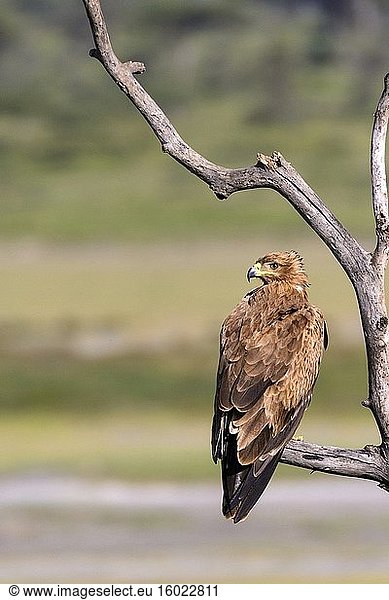 Schreiseeadler (Aquila rapax). Ngorongoro-Schutzgebiet (NCA). Tansania.