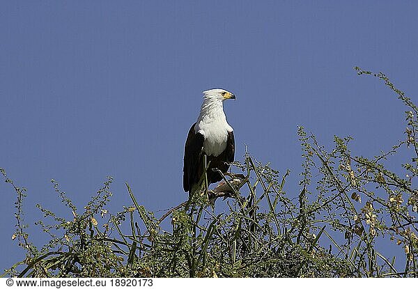 Schreiseeadler (haliaeetus vocifer)  adult im Baum sitzend  Baringo See in Kenia