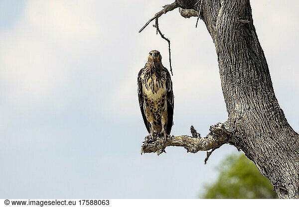 Schreiseeadler (Haliaeetus vocifer)  juvenil  auf Ast  Blickkontakt  Moremi Game Reserve Ost  Okavango Delta  Botswana  Afrika