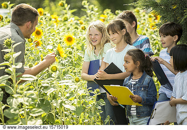 Schulkinder lernen die Natur in einem Sonnenblumenfeld kennen