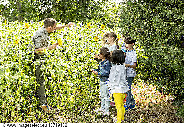 Schulkinder lernen die Natur in einem Sonnenblumenfeld kennen