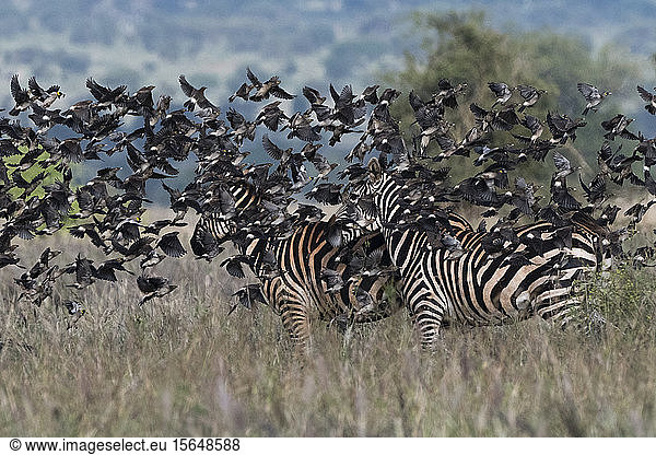 Schwärme von Rauchschwalben  Hirundo rustica  überfliegen Zebras  Equus quagga  Voi  Tsavo  Kenia