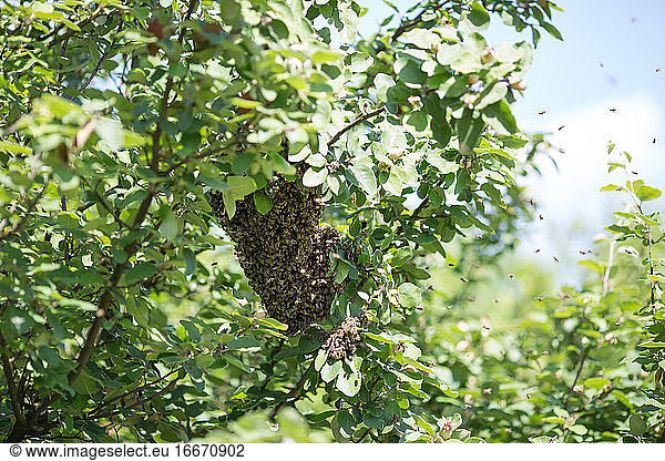 Schwärmende Bienen auf dem Baum