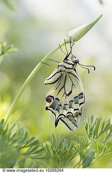Schwalbenschwanz (Papilio machaon) an Knospe von Kalifornischem Mohn (Eschscholzia californica)  Hessen  Deutschland  Europa