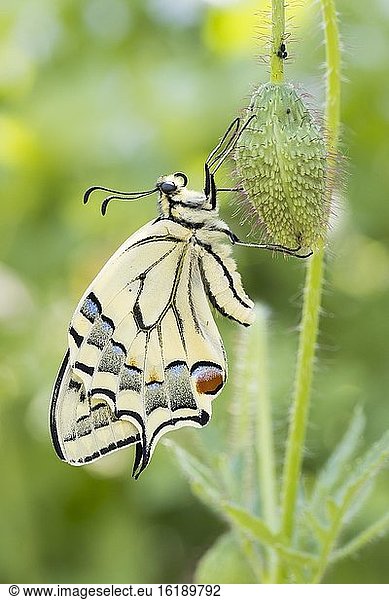 Schwalbenschwanz (Papilio machaon) an Knospe von Klatschmohn (Papaver rhoeas)  Hessen  Deutschland  Europa