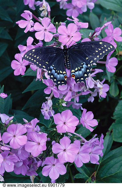 Schwalbenschwanz  Papilio machaon  Blume  Schmetterling  Kanada  Ontario  Flammenblume  Toronto