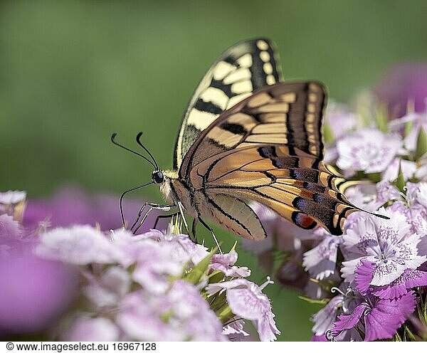 Schwalbenschwanz (Papilio machaon)  sitzt auf Bartnelke (Dianthus barbatus)  Burgenland  Österreich  Europa