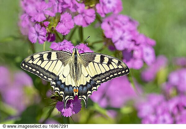 Schwalbenschwanz (Papilio machaon)  sitzt auf Bartnelke (Dianthus barbatus)  Burgenland  Österreich  Europa