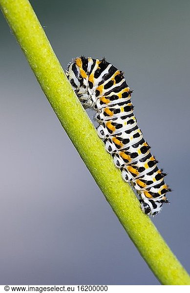 Schwalbenschwanzraupe der Alten Welt (Papilio machaon).
