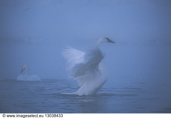 Schwanenflügelschlag im See bei Nebel