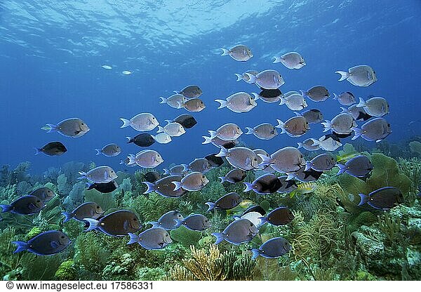 Schwarm Blauer Doktorfisch (Acanthurus coeruleus) schwimmt über Korallenriff  Nationalpark Jardines de la Reina  Karibisches Meer  Provinz Camagüey und Ciego de Ávila  Republik Kuba  Karibik
