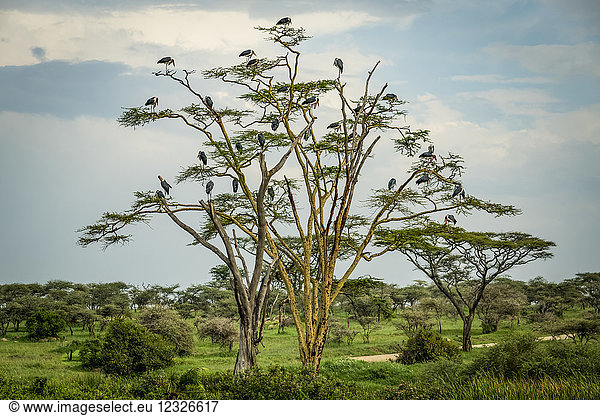 Schwarm Marabu-Störche (Leptoptilos crumenifer) auf einem Baum  Serengeti-Nationalpark; Tansania
