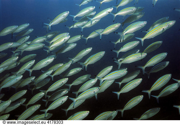 Schwarm Vielstreifenfüsiliere (Caesio vailineata) schwimmt über das Korallenriff.  Sultanat Oman  Naher Osten  Indischer Ozean Fischschwarm