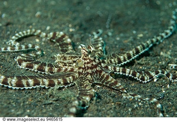 Lembeh Insgesamt 13376 Bilder Seite 14 Bei Imageselect Stock Fotos Und Microstock Bilder