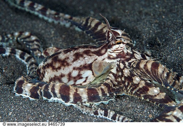 Lembeh Insgesamt 13376 Bilder Seite 14 Bei Imageselect Stock Fotos Und Microstock Bilder