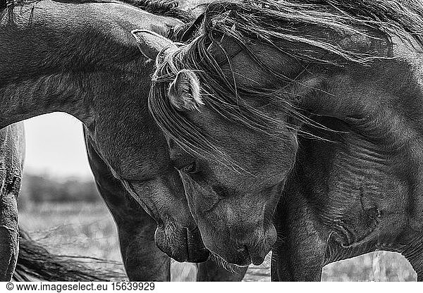 Schwarz-Weiß-Bild von Pferden  die ihre Köpfe aneinander reiben und Zärtlichkeit zeigen; Saskatchewan  Kanada