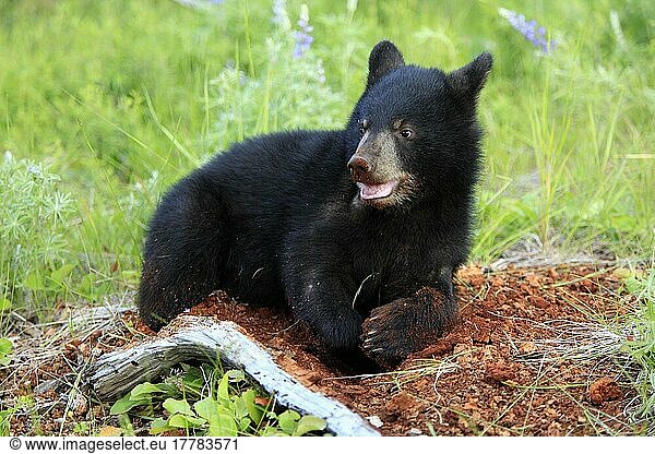 Schwarzbär (Ursus americanus)  Jungtier  6 Monate  graben  grabend  gräbt