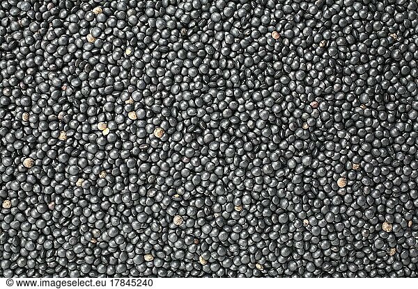 Schwarze Belugalinsen (Lens culinaris)  kleine schwarze Linsen  Syn Ervum lens  Black beluga lentils  small black lentils