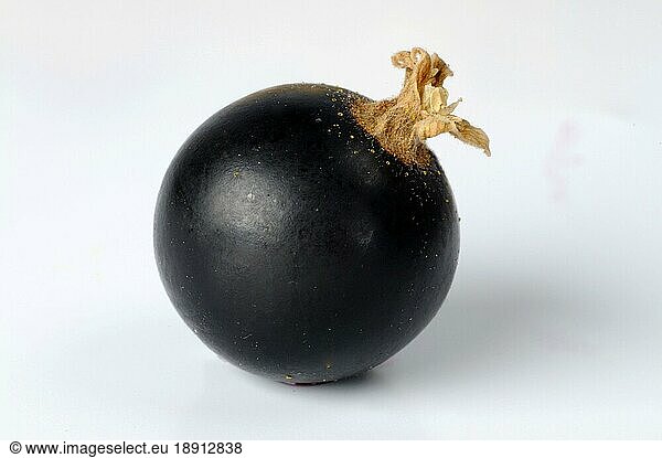 Schwarze Johannisbeere (Ribes nigrum)  Beere