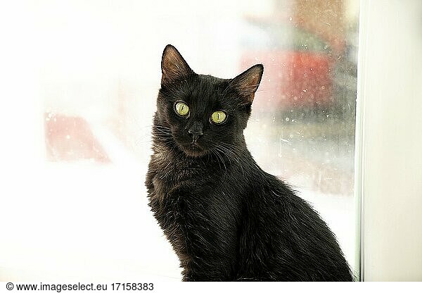 Schwarze Katze.