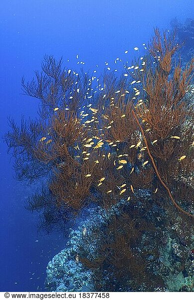 Schwarze Koralle (Antipathes dichotoma) mit einem Schwarm  Gruppe von Juwelen-Fahnenbarsch (Pseudanthias squamipinnis)  Tauchplatz Utopia  El Quesir  Ägypten  Rotes Meer  Afrika