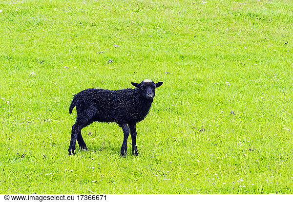 Schwarze Schafe auf einer grünen Weide