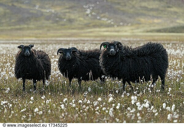 Schwarze Schafe (Ovis aries) Wollgras  Landmannalaugar  isländisches Hochland  Island  Europa