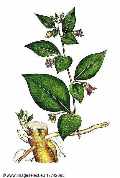 Schwarze Tollkirsche  Atropa belladonna  Historisch  digital restaurierte Reproduktion einer Vorlage aus dem 19. Jahrhundert