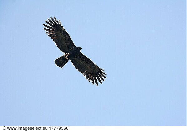 Schwarzer Adler (Ictinaetus malayensis) erwachsen  im Flug  Nepal  Januar  Asien
