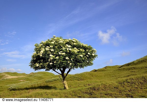 Schwarzer Holunder (Sambucus nigra)  Solitärbaum mit Blüten vor blauem Himmel  Norderney  Ostfriesische Inseln  Niedersachsen  Deutschland  Europa