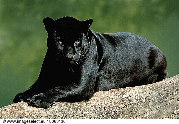 Schwarzer Jaguar (Panthera onca) (Tiere) (außen) (outdoor) (Baumstamm) (Amerika) (america) (south america) (aufmerksam) (alert) (liegen) (lying) (adult) (gefährlich) (dangerous) (Querformat) (horizontal) (Säugetiere) (mammal) (Raubtiere) (beasts of prey) (Katzenartige)