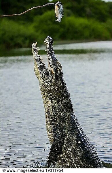 Schwarzer Kaiman  der aus dem Wasser springt  um Köder zu holen  Pantanal  Brasilien  Südamerika